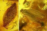 Detailed Fossil Caddisfly and Leaf in Baltic Amber #135022-1